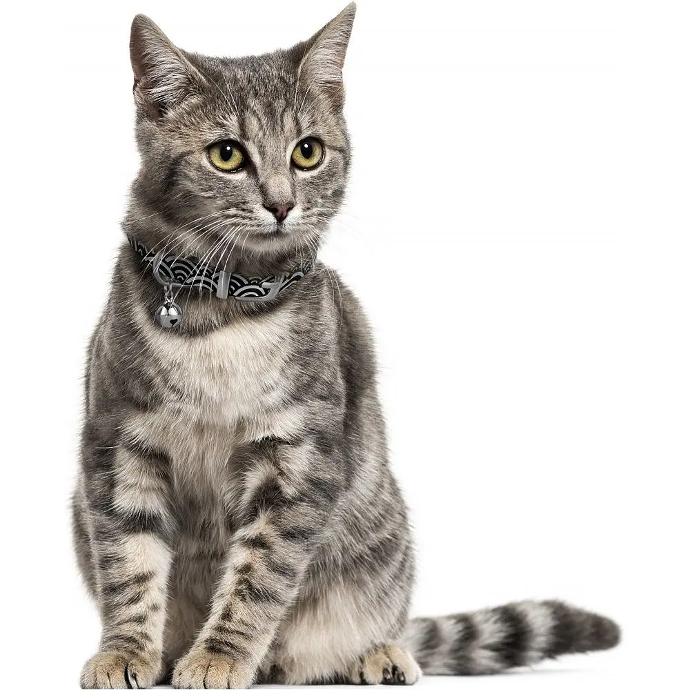 Нашийник для котів BronzeDog Barksi Classic Море шкіряний одинарний з срібним тисненням 2XS 18-25х1 см чорний - фото 4