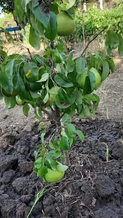 Саджанець Agro-Market Груша колоновидна Зелений дощ (осінній сорт) 1 шт. в упаковці (21431) - фото 3
