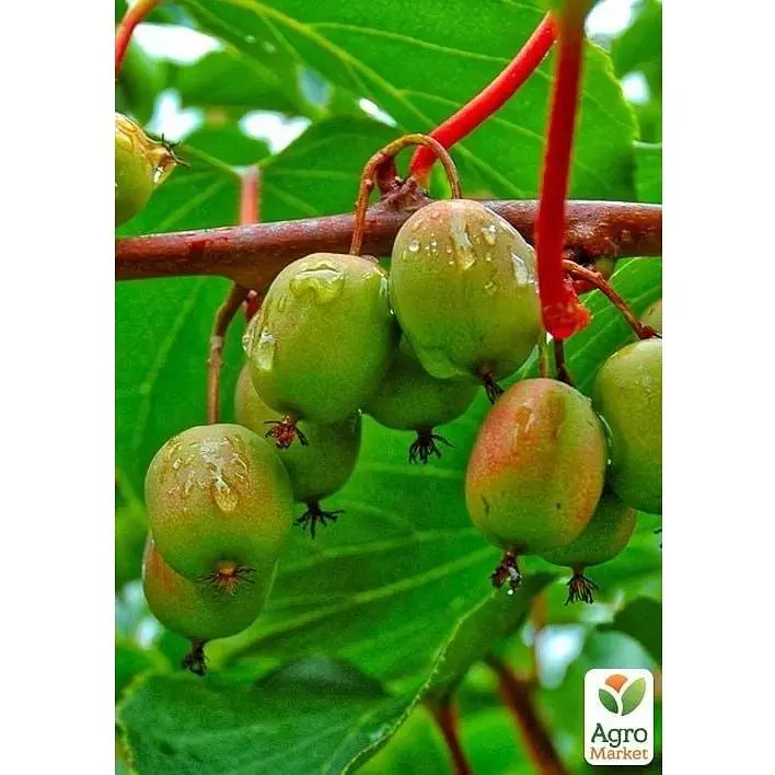 Саджанець Agro-Market Актинідія 2-х річна аргута Вейкі (міні-ківі, морозостійкий сорт) вазон С1 (179778) 1 шт. - фото 2