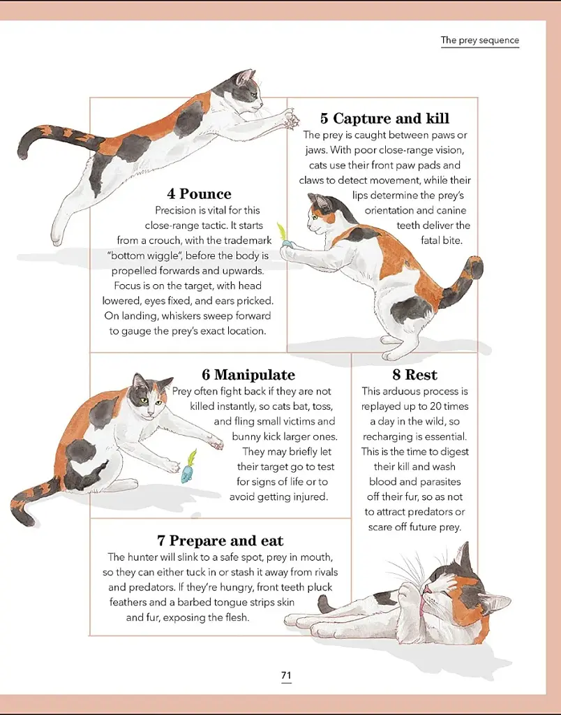 What's My Cat Thinking? Understand Your Cat to Give Them a Happy Life - фото 10