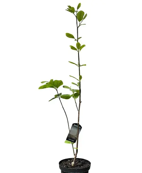 Магнолия Agro-Market Jade Lamp 4-летняя высота 80-100 см Нидерланды 1 саженец в упаковке (185268) - фото 2