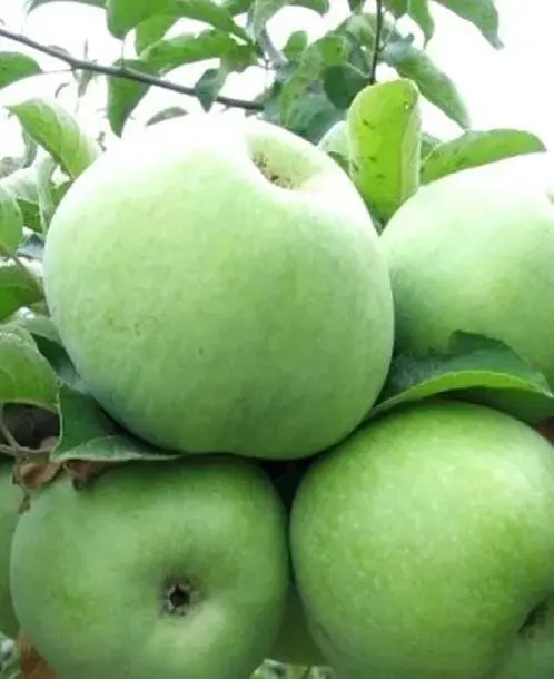 Саджанець Agro-Market Яблуня Гренні Сміт (зимовий сорт, пізній термін дозрівання) (23463) 1 шт. в упаковці - фото 3