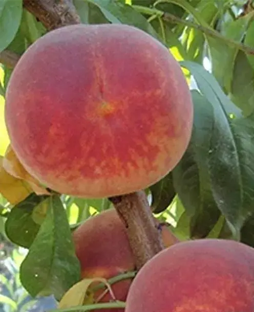 Саженец Agro-Market Персик Алиросада (летний сорт, среднепоздний срок созревания) (39929) 1 шт. в упаковке - фото 2