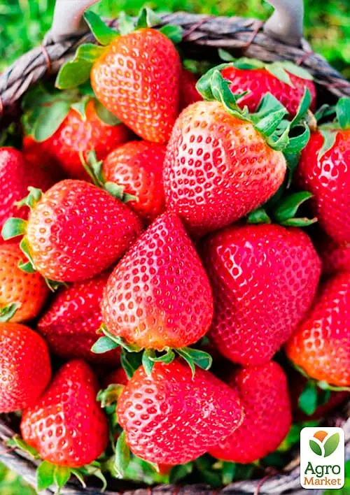 Саженец Agro-Market Клубника Соблазн (ремонтантный сорт один из лучших, ранний срок созревания) 5 шт. в упаковке (44703) - фото 2