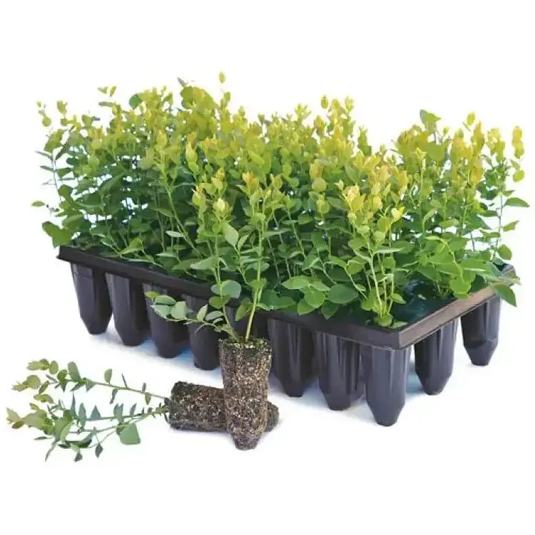 Парник Elsa без комірок 2 в 1 (par-2-1) - фото 5