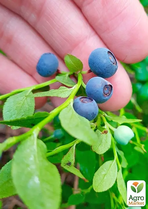 Саджанець Agro-Market Чорниця Лісова Перлина (ароматний сорт) 1 шт. в пакуванні (178536) - фото 2
