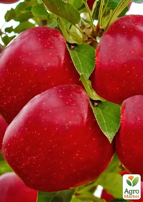 Саженец Agro-Market Яблоня Джеромине (зимний сорт, поздний срок созревания) 1 шт. в упаковке (176368) - фото 2