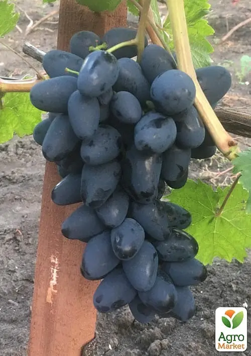 Саджанець Agro-Market Виноград Чорний Кристал (двостатевий, гармонійний смак, хрустка м'якоть) 1 шт. в пакуванні (182417) - фото 2
