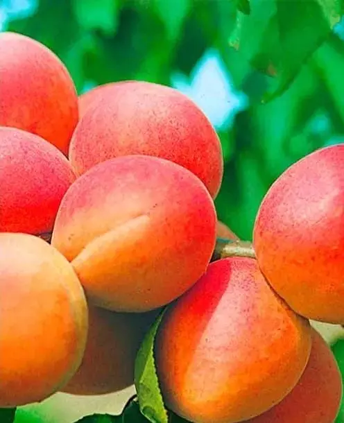 Саженец Agro-Market Абрикос Цунами (летний сорт, ранний срок созревания) (39876) 1 шт. в упаковке - фото 2