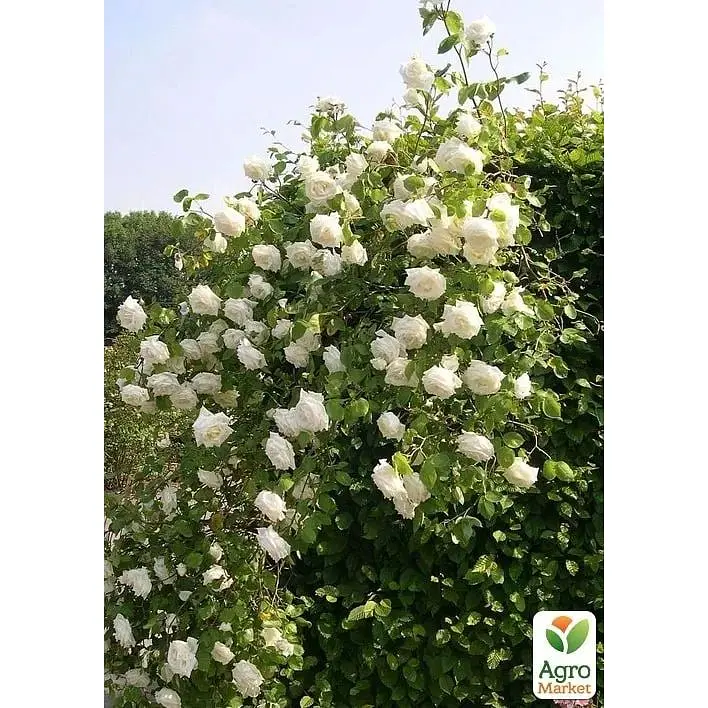 Саджанець Agro-Market Троянда плетиста Lemon Pillar (17371) 1 шт. - фото 3