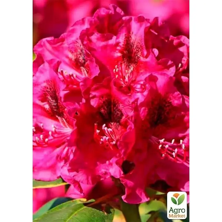 Саджанець Agro-Market Рододендрон вічнозелений Olin O Dobbs (Олін Про Доббс) (120478) 1 шт. в упаковці - фото 2