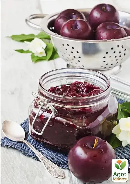 Саджанець Agro-Market Слива Анжеліна (осінній сорт, пізній термін дозрівання) 1 шт. в упаковці (20944) - фото 3
