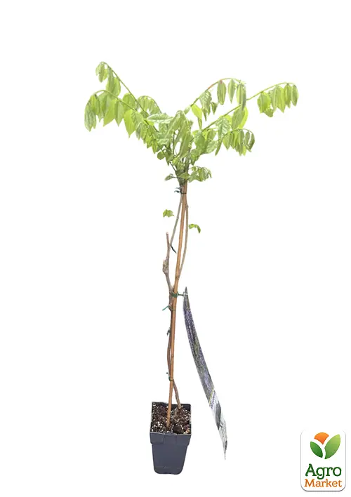 Глициния 3-х летняя японская "Иссаи" (Wisteria chinensis Issai) С2 высота саженца 60-100см (185367) 1 саженец Нидерланды - фото 2
