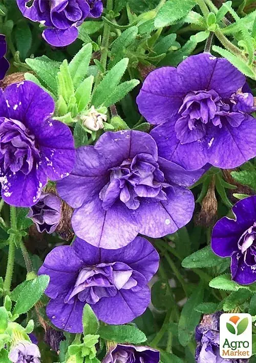 Саджанець Agro-Market Калібрахоа PortuCal Double Blue 1 шт. в упаковці (178515) - фото 3