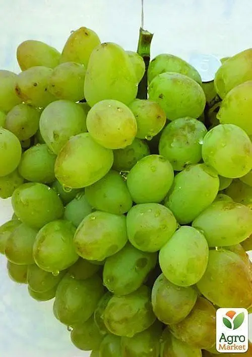 Саджанець Agro-Market Виноград Монарх (ранньо - середній, дуже велика ягода) 1 шт. в пакуванні (20043) - фото 3