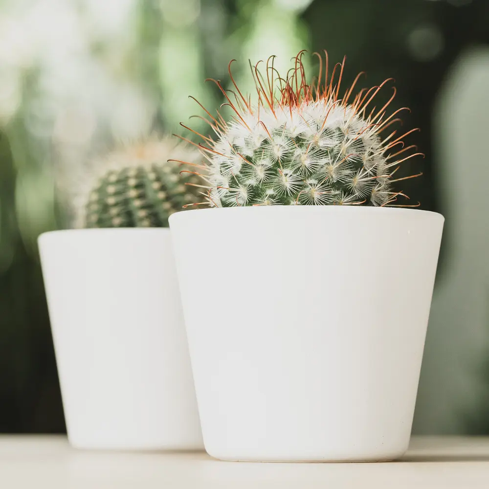 Торфосуміш COMPO CACTEA® для кактусів 5 л - фото 11