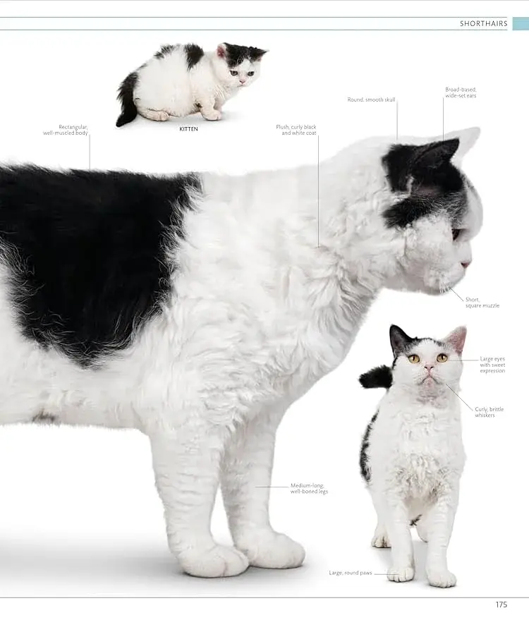 The Cat Encyclopedia - фото 15