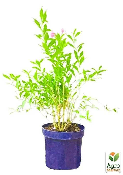 Саджанець Agro-Market Вейгела флорида квітуча 2-х річна Nana Purpurea С2, висота 20-40см (62119) - фото 2
