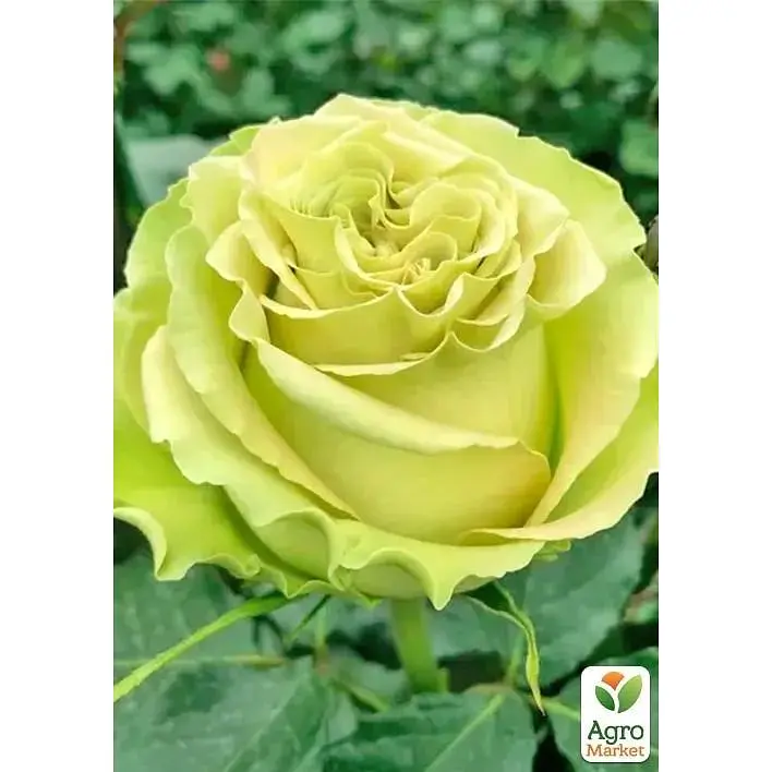 Троянда чайно-гібридна Agro-Market Лимонад саджанець класу АА+ вищий сорт 1 шт. в упаковці (178180) - фото 2