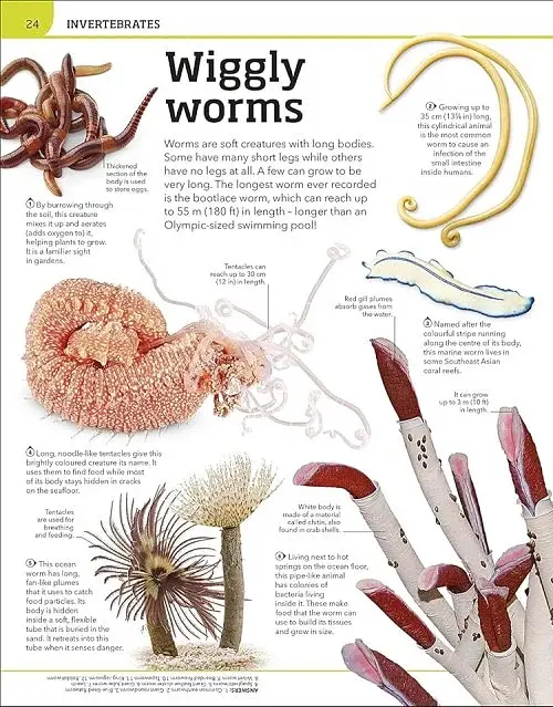 Animal Knowledge Genius - фото 4