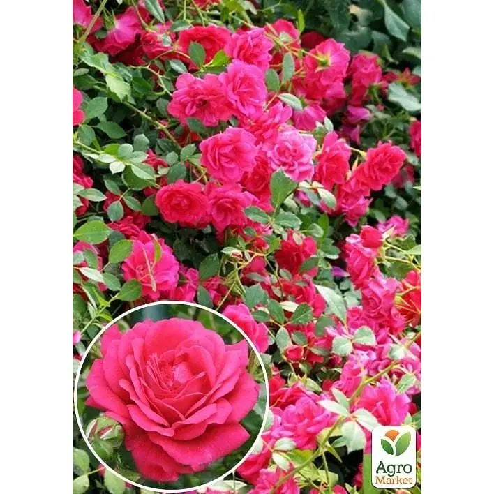 Саджанець Agro-Market Троянда плетиста Laguna (клас АА +) вищий сорт (17373) 1 шт. - фото 2