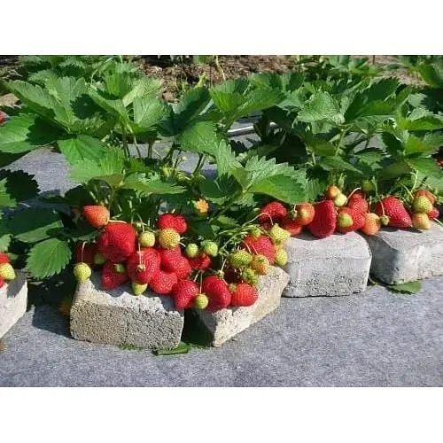 Саджанець Agro-Market Полуниця Королева Єлизавета 5шт (ремонтантний сорт, ранній термін дозрівання) (36607) - фото 13