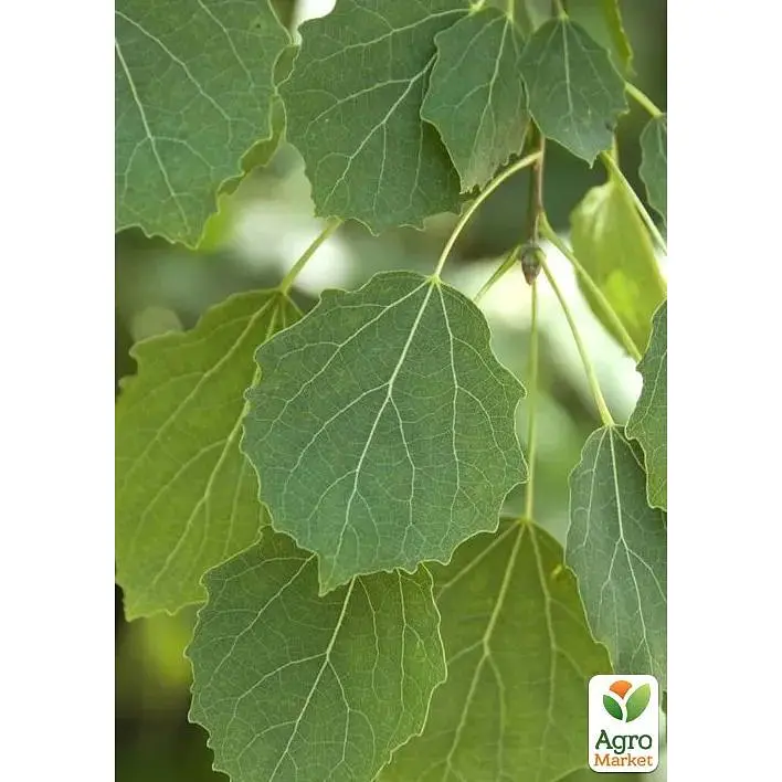 Осина обыкновенная Agro-Market 80-120 см (188846) 1 саженец в упаковке - фото 2