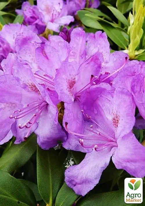 Саджанець Agro-Market Рододендрон катевбінський 2-х річний Grandiflorum С2 Висота 25-40см (153986) - фото 2