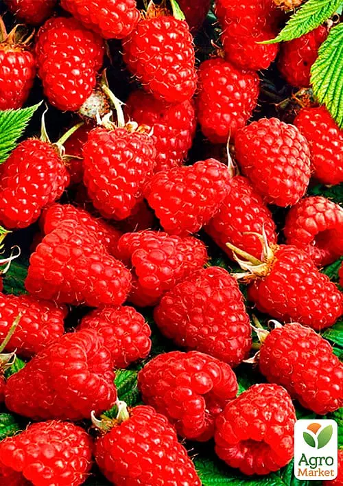 Саджанець Agro-Market Малина Маравілла 2 шт. в пакуванні (44768) - фото 2