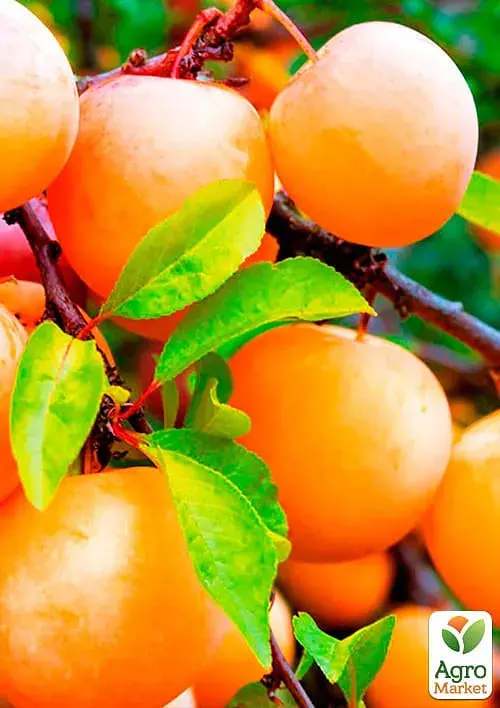 Саджанець Agro-Market Слива Улюблена Млієва (літній сорт, ранній термін дозрівання) 1 шт. в упаковці (39992) - фото 3
