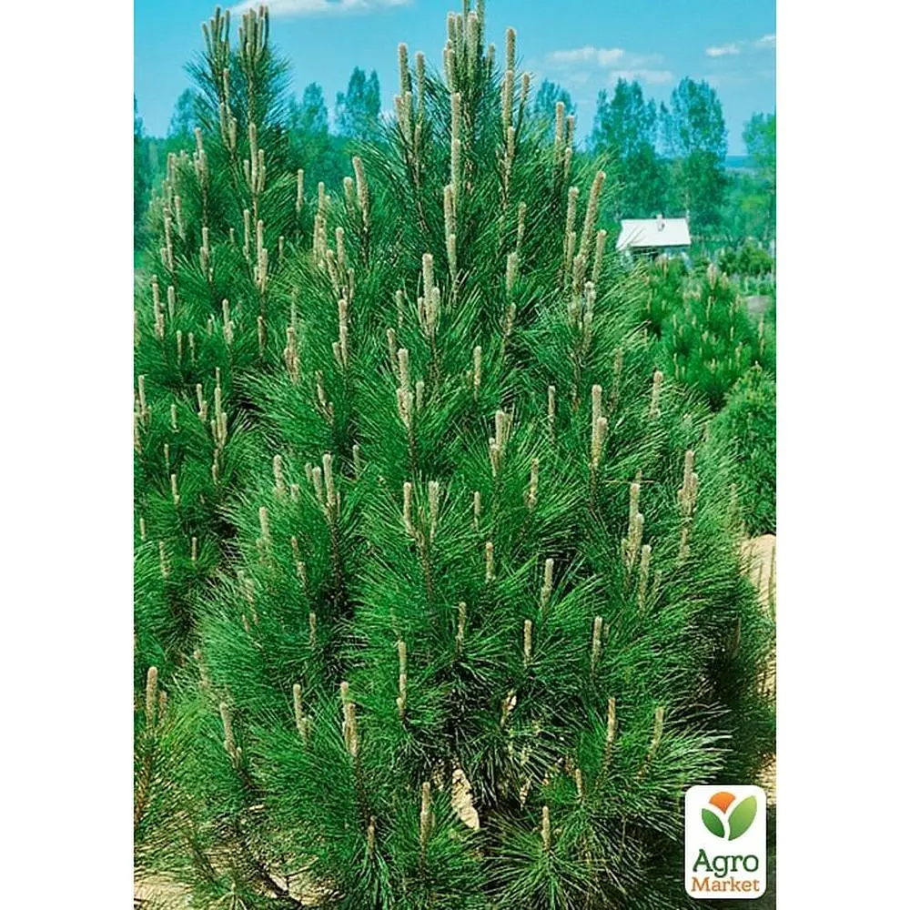 Саженец Agro-Market Сосна 4-х летняя черная Piramidalis С3, высота 50-70см (176729) - фото 3