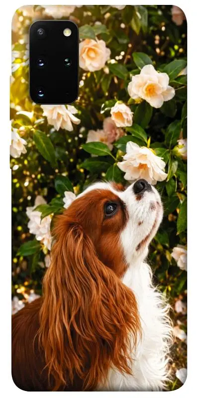 TPU чохол Demsky Flower spaniel для Samsung Galaxy S20+