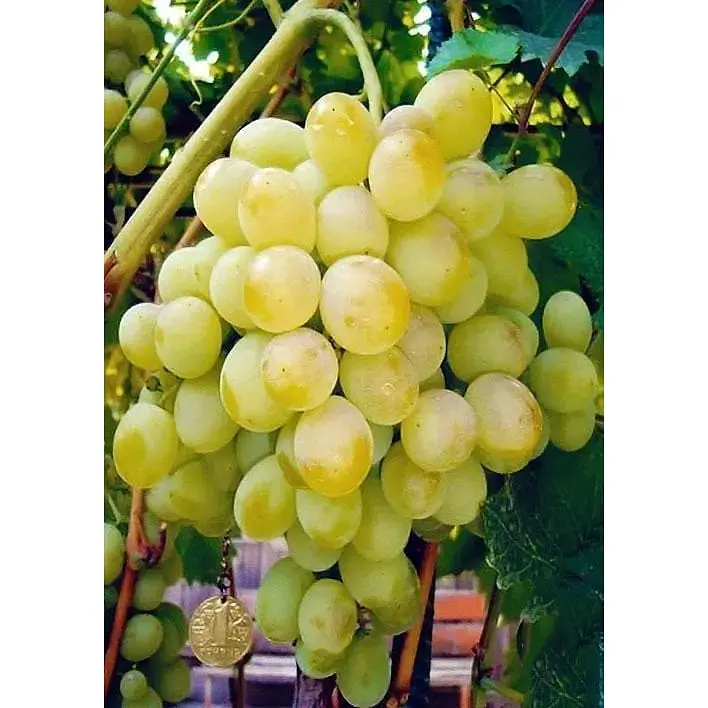 Саджанець Agro-Market Виноград Восторг (дуже ранній термін дозрівання, стійкий до хвороб і морозу) 1 шт. в упаковці (36293) - фото 4