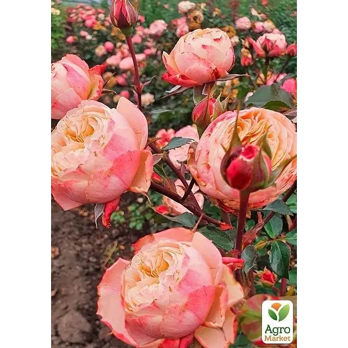 Роза пионовидная Agro-Market Victorian Classic саженец класса АА+ высший сорт 1 шт. в упаковке (179286) - фото 3