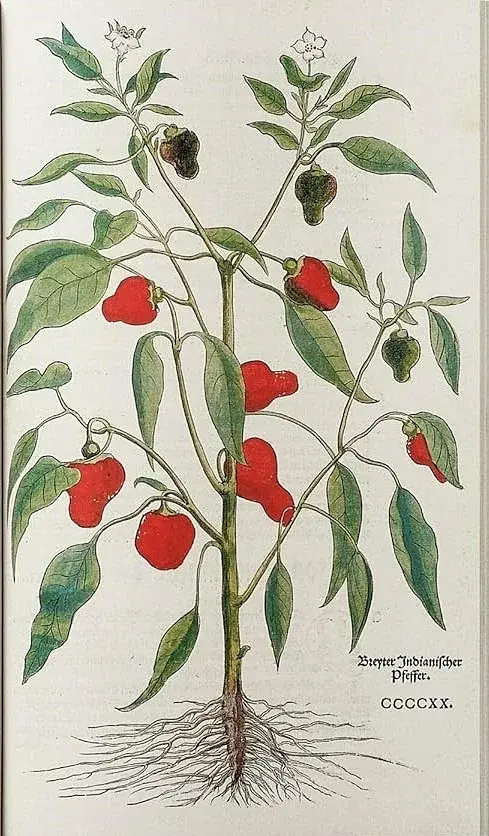 Leonhart Fuchs. The New Herbal - фото 9