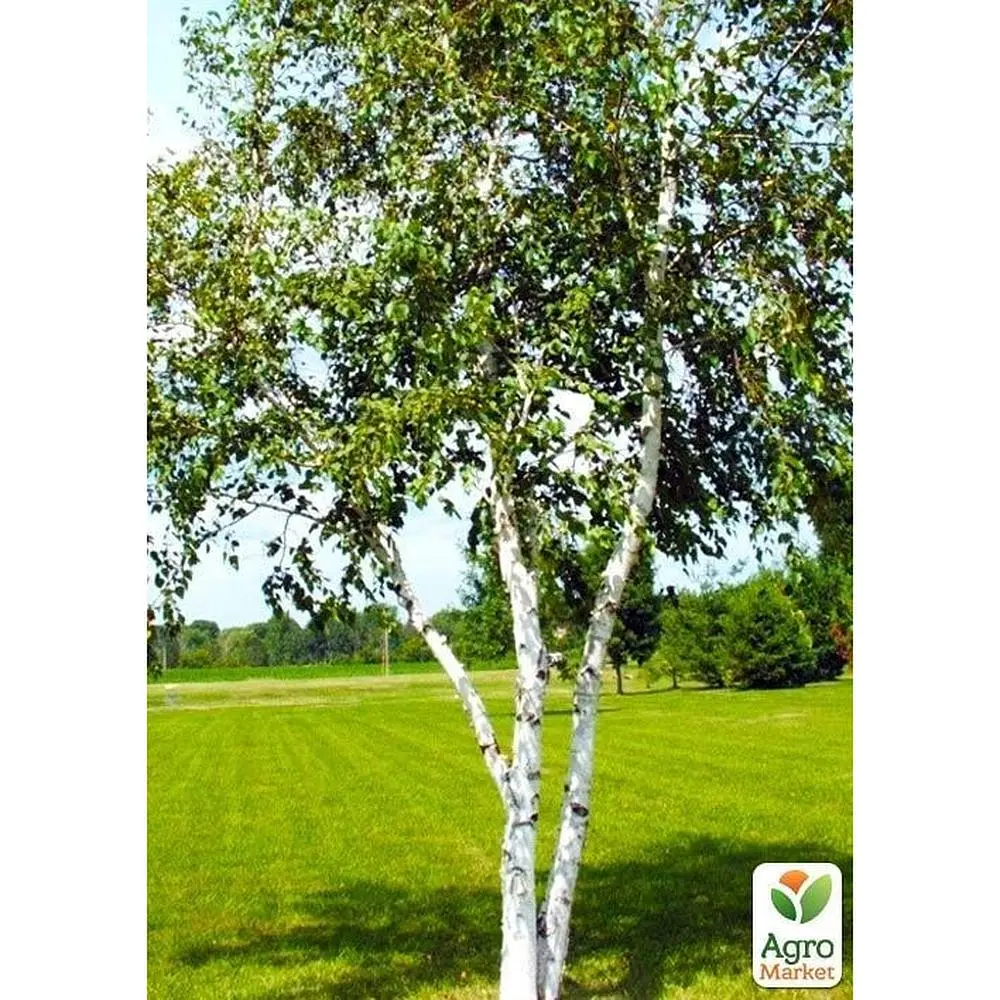 Саженец Agro-Market Береза ​​зеленая Классическая (самый неприхотливый сорт) (38223) - фото 4