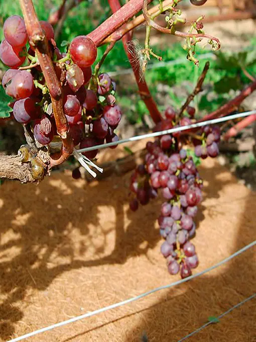 Полотно кокосовое EuroCocos с добавлением полиэфирных волокон термоскрепленных ПКТ 85.10, 120 х 60 см.  - фото 3