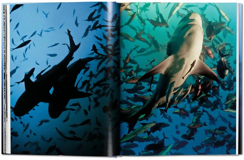 Michael Muller. Sharks - фото 4