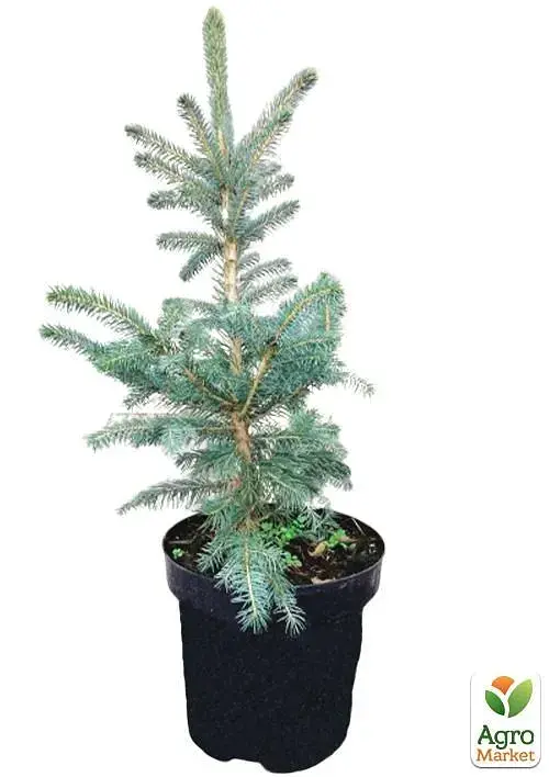 Саженец Agro-Market Ель Голубая Super Blue (живая елка в горшке, высота 60-80 см) 1 шт. в упаковке (72064) - фото 3