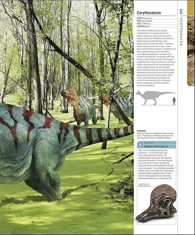 Dinosaurs and Prehistoric Life. The Definitive Visual Guide - фото 10