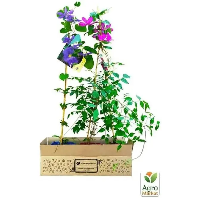Саженец Agro-Market Клематис 3-х летний Hakuookan С2 (60428) 1 шт. в упаковке - фото 3