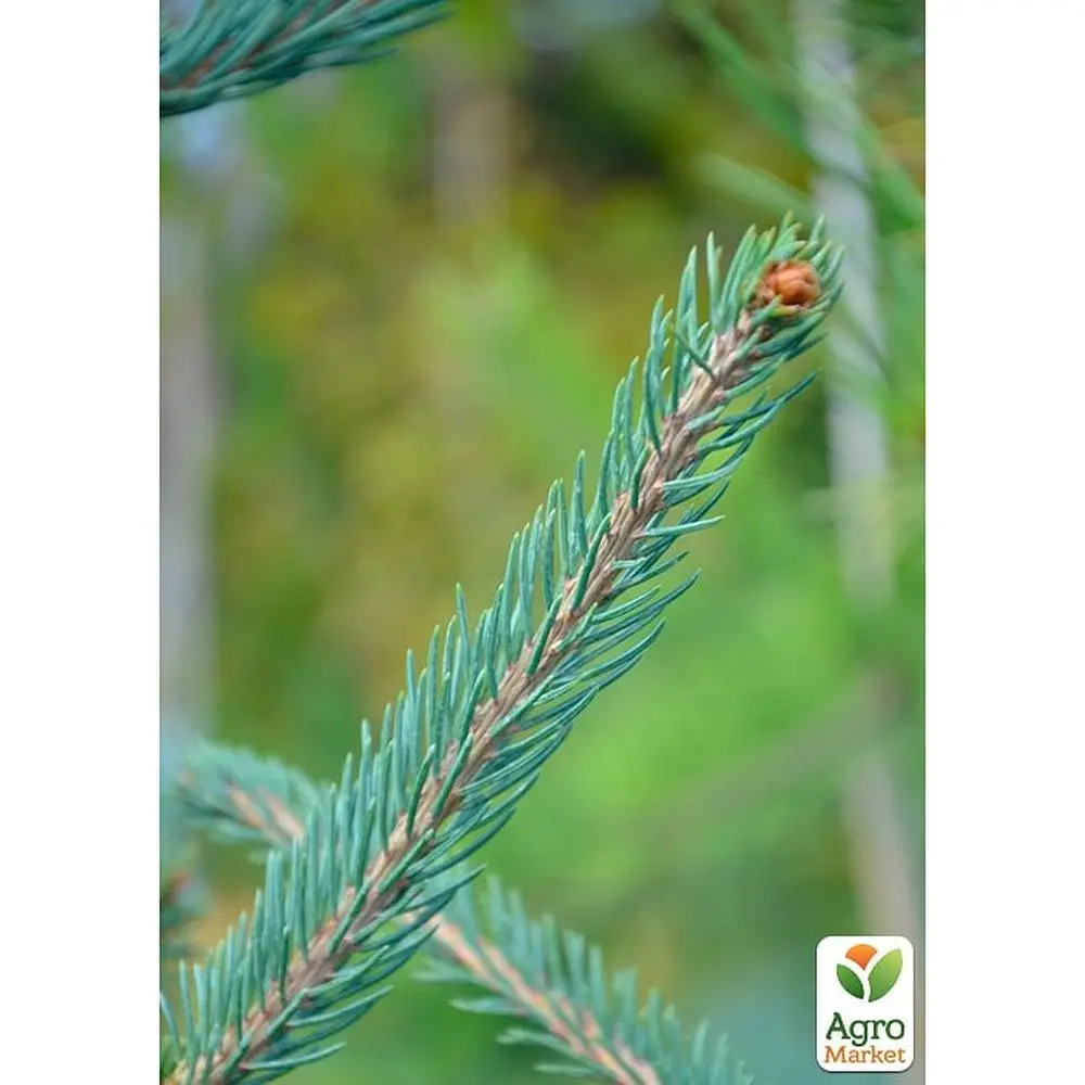 Саженец Agro-Market Ель 2-х летняя Энгельмана Snake С3, высота 20-25см (175170) - фото 3