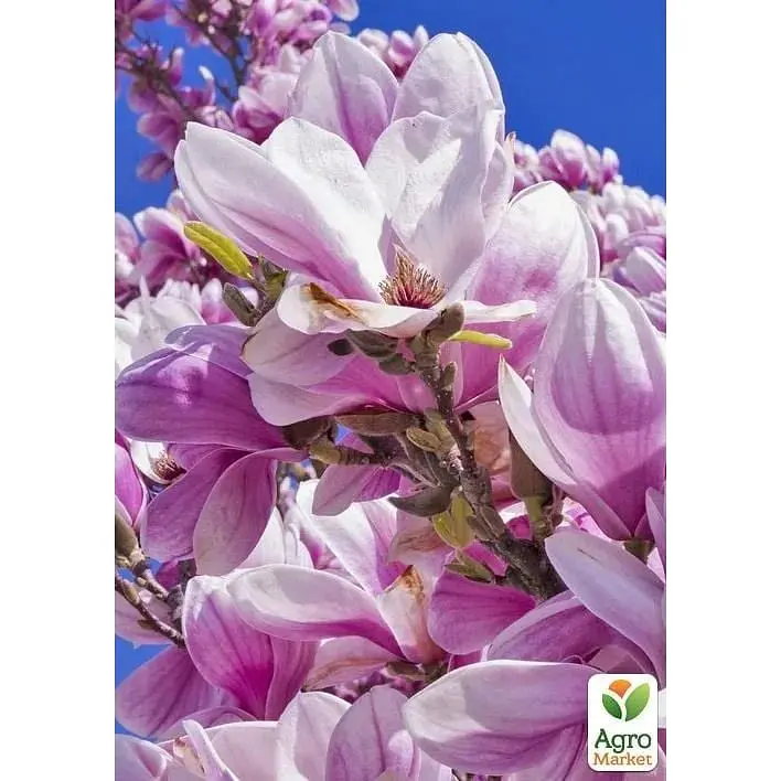 Саженец Agro-Market Магнолия 3-х летняя гибридная Susan (высота 40-50 см) (60481) 1 шт. в упаковке - фото 5