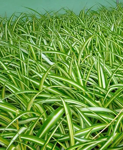 Саженец Agro-Market Хлорофитум Хохлатый (178982) 1 шт. в упаковке - фото 2