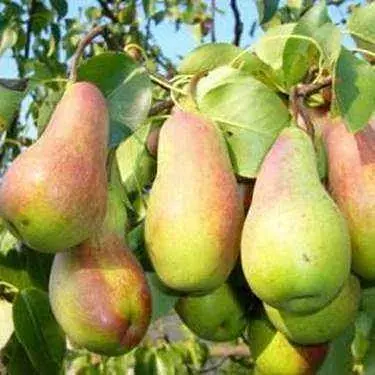 Саджанець Agro-Market Груша Парижанка (осінній сорт, середній термін дозрівання) 1 шт. в упаковці (52258) - фото 2
