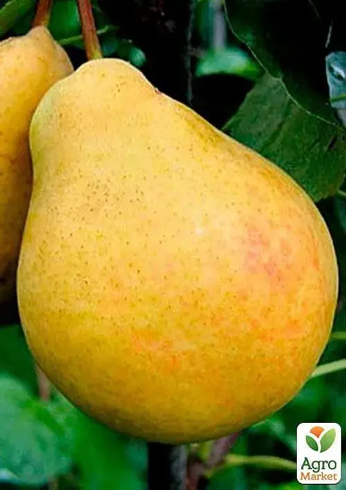 Саженец Agro-Market Груша Дюшес летний (летний сорт, ранний срок созревания) 1 шт. в упаковке (46260) - фото 3