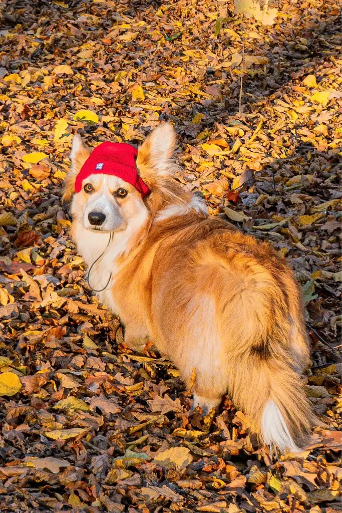 Шапка для собак Hat-Dog червона (L) - фото 4