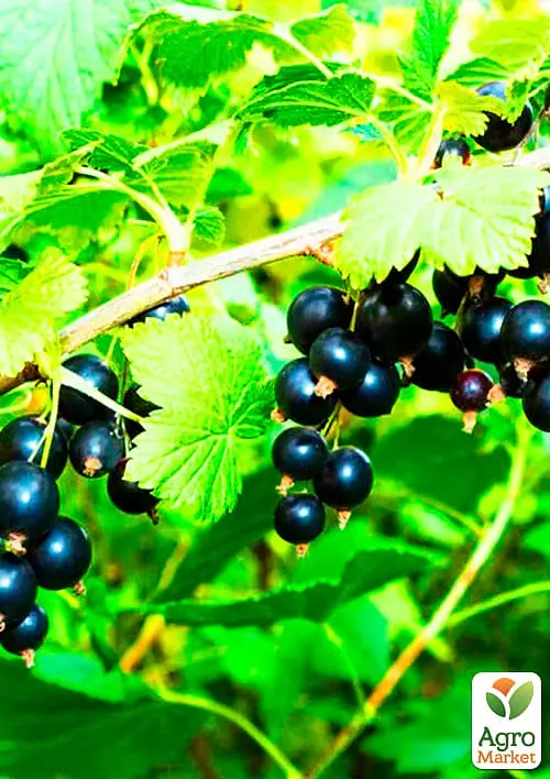 Саджанець Agro-Market Смородина чорна на штамбі Солодка ніч (середній термін дозрівання) 1 шт. в пакуванні (23891) - фото 2