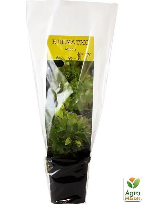 Саженец Agro-Market Клематис Midori (38145) - фото 4
