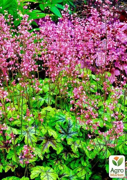 Гейхера (Heuchera) "Tapestry" (48572) 1 саженец - фото 3